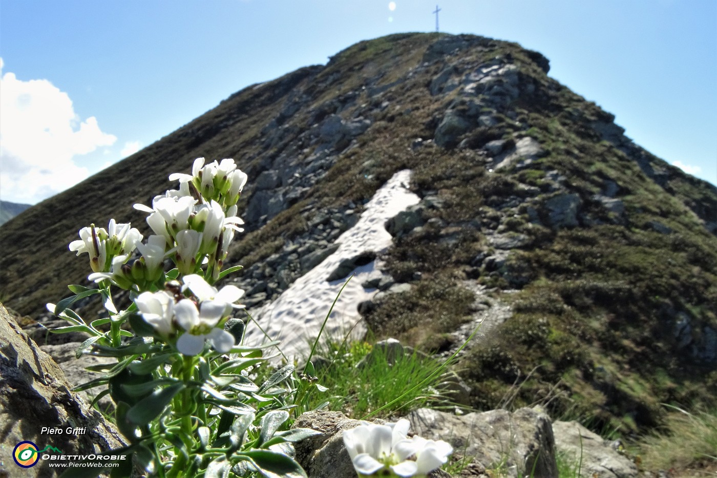 36 Fiorellini bianchi in vista della croce di vetta.JPG